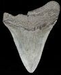 Bargain, Megalodon Tooth - South Carolina #47607-1